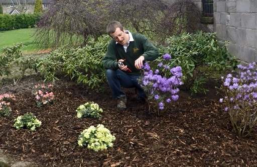 Deadheading rhododendrons